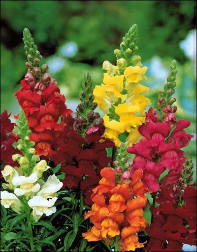 Que sont ces fleurs ?