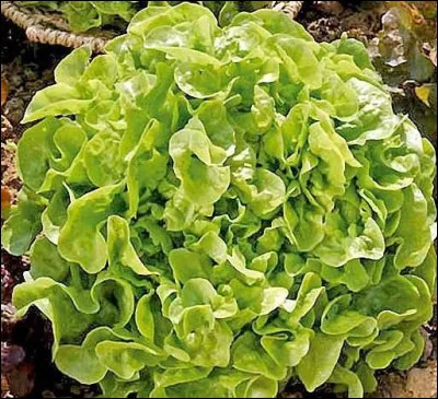 Quel nom porte cette salade ?