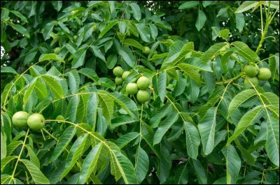 À quel arbre appartiennent ces feuilles ?
