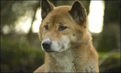 Comment se nomme ce canidé de Nouvelle Guinée ?