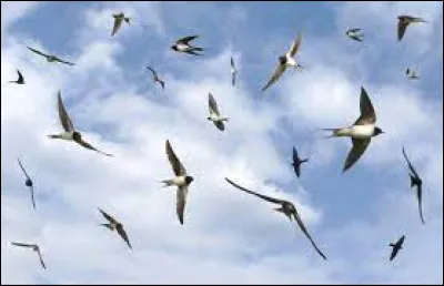 Quel groupe français a chanté "Rien qu'un ciel" dans les années 70 ?