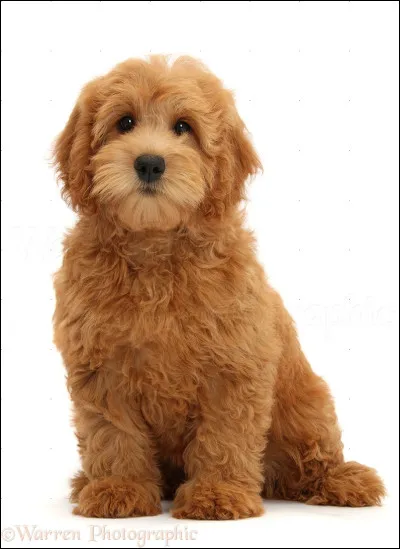 Quelle race de chiens préfères-tu entre celles-ci ?