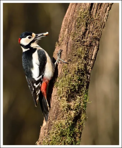 Combien dufs pond-il ?