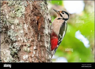 Comment différencier mâle et femelle ?
