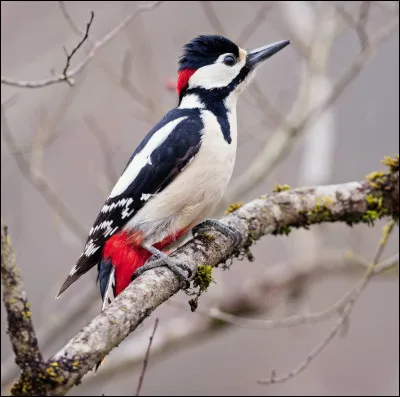 Combien mesure-t-il ?