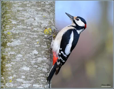 Sur quel continent vit-il ?