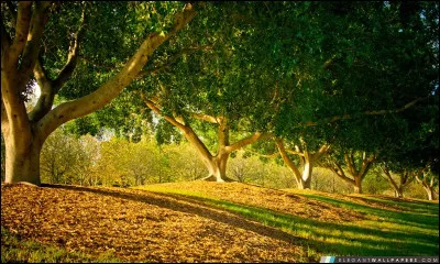 À quel écrivain américain doit-on le roman "Mort dans l'après-midi" ?
