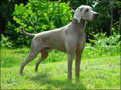 Quelle est cette race de chien ?