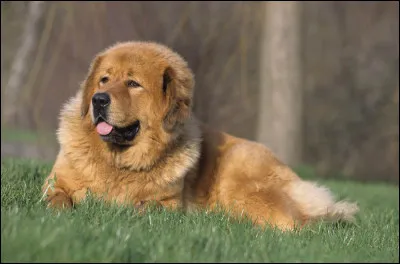 Quelle est cette race de chien ?