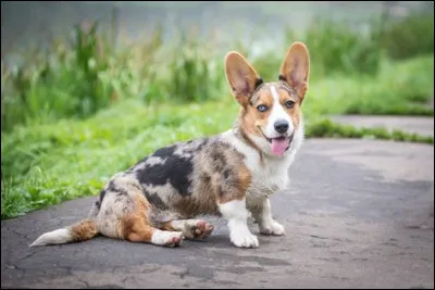 Quelle est cette race de chien ?