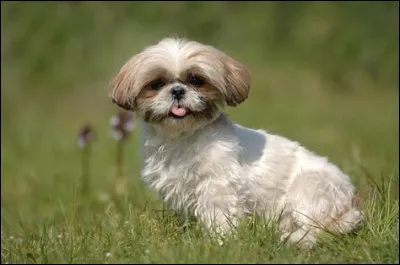 Quelle est cette race de chien ?