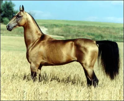 Mais du coup, aimes-tu les chevaux ?