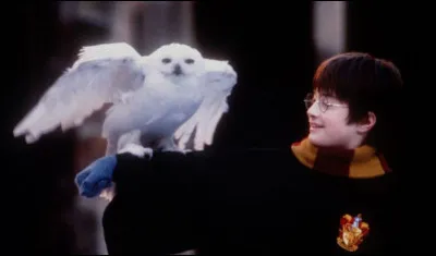 Comment s'appelle la chouette de Harry Potter ?