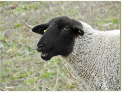 Tu vois un mouton dans un enclos et tu réalises que tu as très faim.
Que fais-tu ?