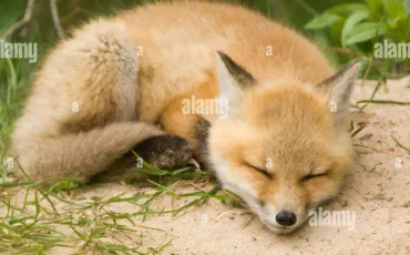 Quiz Animaux