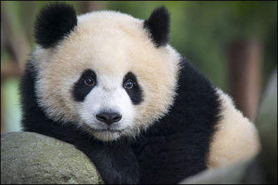 Dans quelle famille le panda est-il classé ?