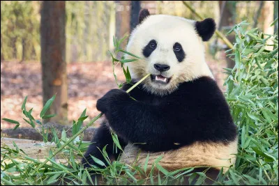 De quel pourcentage le régime alimentaire en végétaux du panda est-il constitué ?