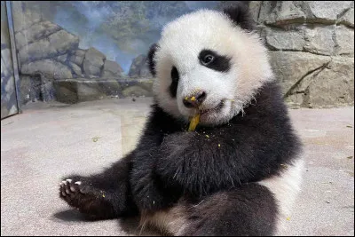 Combien de temps dure la période de gestation du panda ?