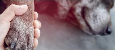 Si tu pouvais avoir l'animal de compagnie de ton choix, lequel serait-ce ?