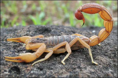 Aimes-tu les scorpions ?