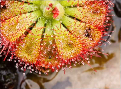 Vous cherchez encore du travail, et un botaniste vous demande si cela vous intéresserait d'être son assistant. Après avoir arrangé les détails, il vous demande de prélever de "l'étamine". Que faites-vous ?