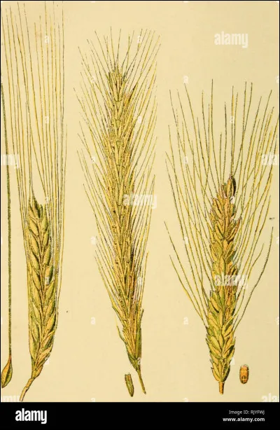 Quelqu'un vous dit qu'il a du blé "flavescent" dans son champ. Que lui dites-vous ?