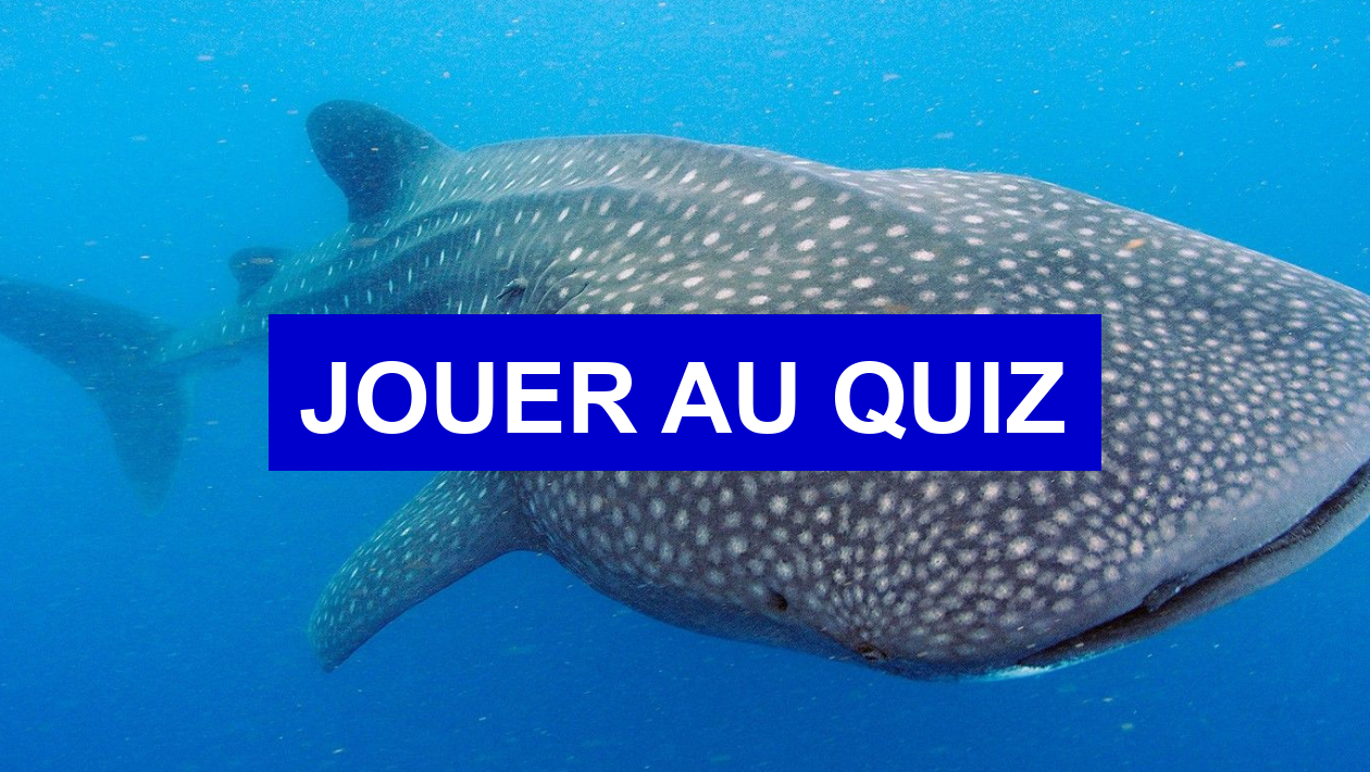 Quiz Animaux