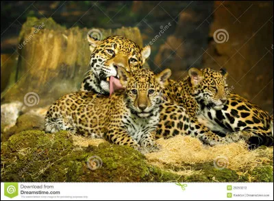 Notre chaton a maintenant l'âge de devenir apprenti, toujours sous le nom de Petit Jaguar. Lui et ses frères ont donc...