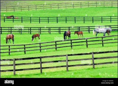 Les prés sont-ils plus utilisés que les paddock ?