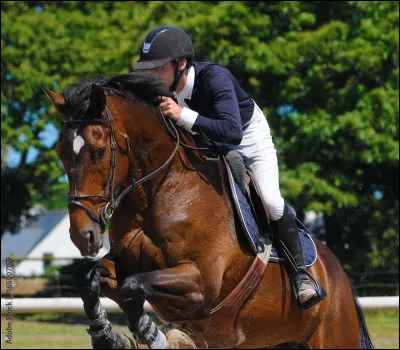 Ah, les chevaux ! Est-ce ta passion ?