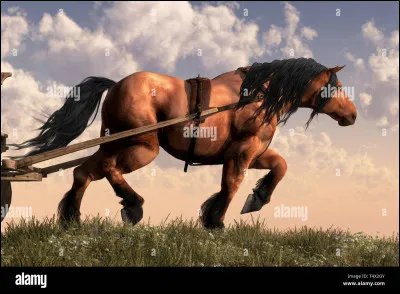 Mais... pourquoi aimes-tu les chevaux ?