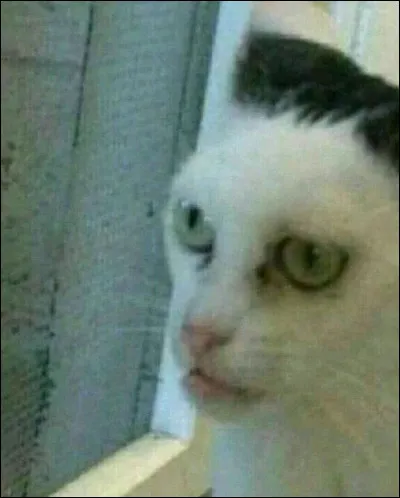 Que pensez-vous de cette image ?