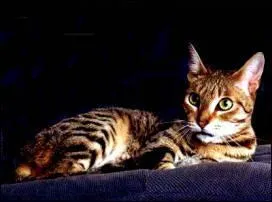 Quelle est la race de ce chat(te) ?