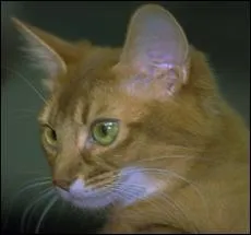 Quelle est la race de ce chat(te) ?