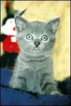 Quelle est la race de ce chat(te) ?