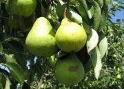 Quiz Expressions images (fruits)