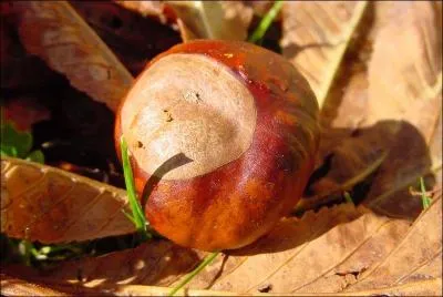 'Faire (quelqu'un) marron' signifie :