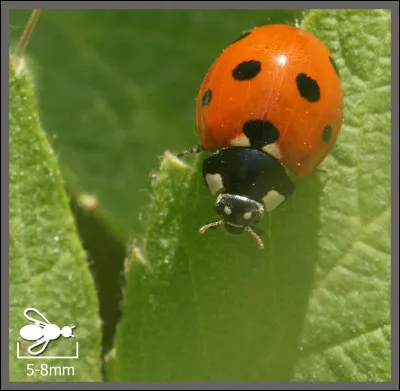 En 1950, pour qui n'y a-t-il plus de vacances d'apr&egrave;s Robert Vernay ?