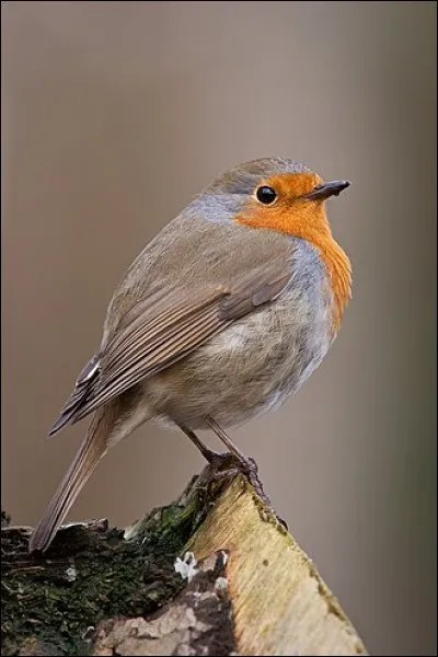 Quel a &eacute;t&eacute; le dernier film de Michel Simon ?