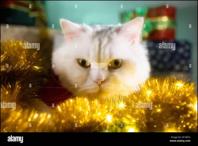 Quel animal de compagnie voudrais-tu ?