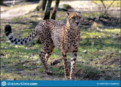 Pourquoi sont-ils connus ?