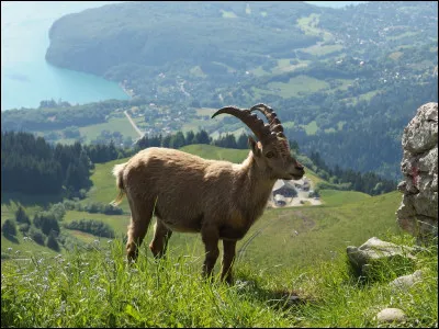 Comment se nomme cet animal ?