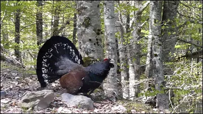 Comment se nomme cet animal ?