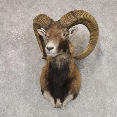 Comment se nomme cet animal ?