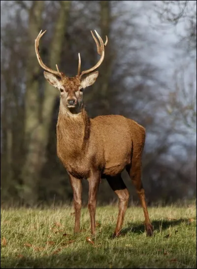 Comment se nomme cet animal ?