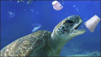 Il y a énormément d'espèces qui sont en voie de disparition, et tu dois en connaître : certaines sont assez connues. Peux-tu m'en nommer deux ?