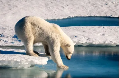 Quelles sont les causes de leur disparition ?