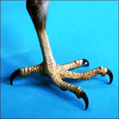 Quel est le seul rapace exclusivement piscivore ?