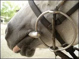 Comment s'appelle ce type de mors ?