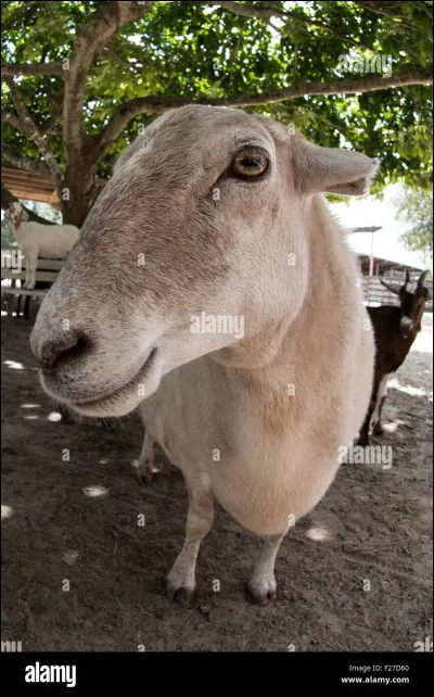 Quel est ton point fort ?